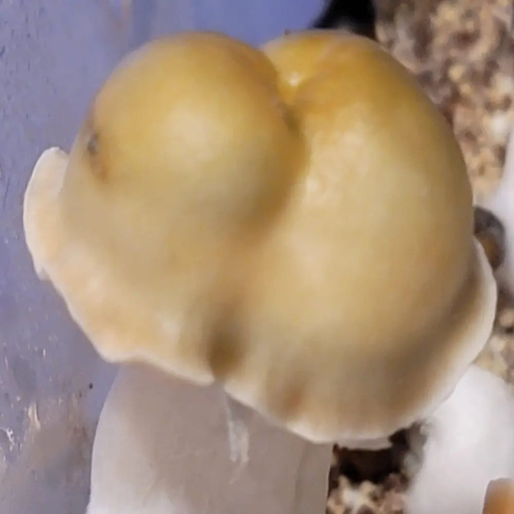 Mr. Peanut "Pale". Mycotopia