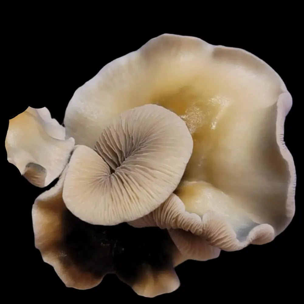Mr. Peanut "Pale". Mycotopia