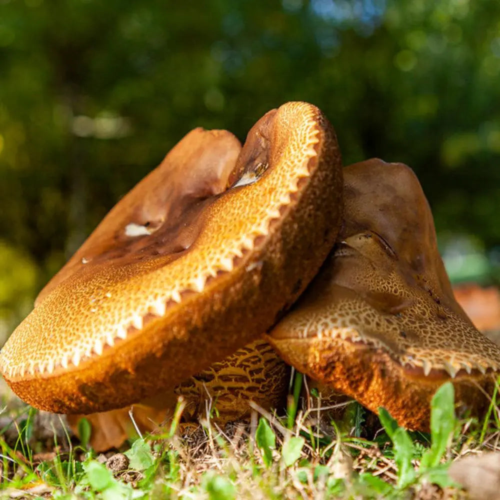 Mr. Underhill. Mycotopia