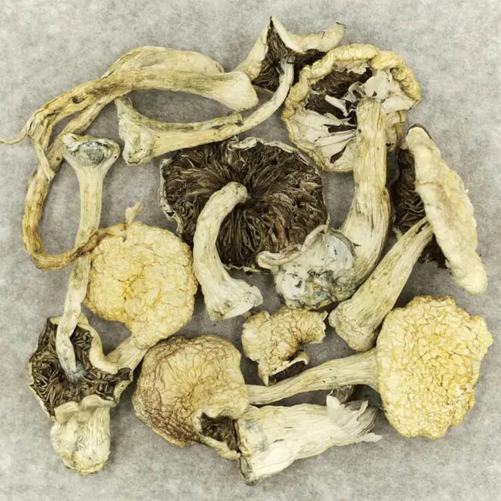 Leucistic Burma Mushroom Mycotopia