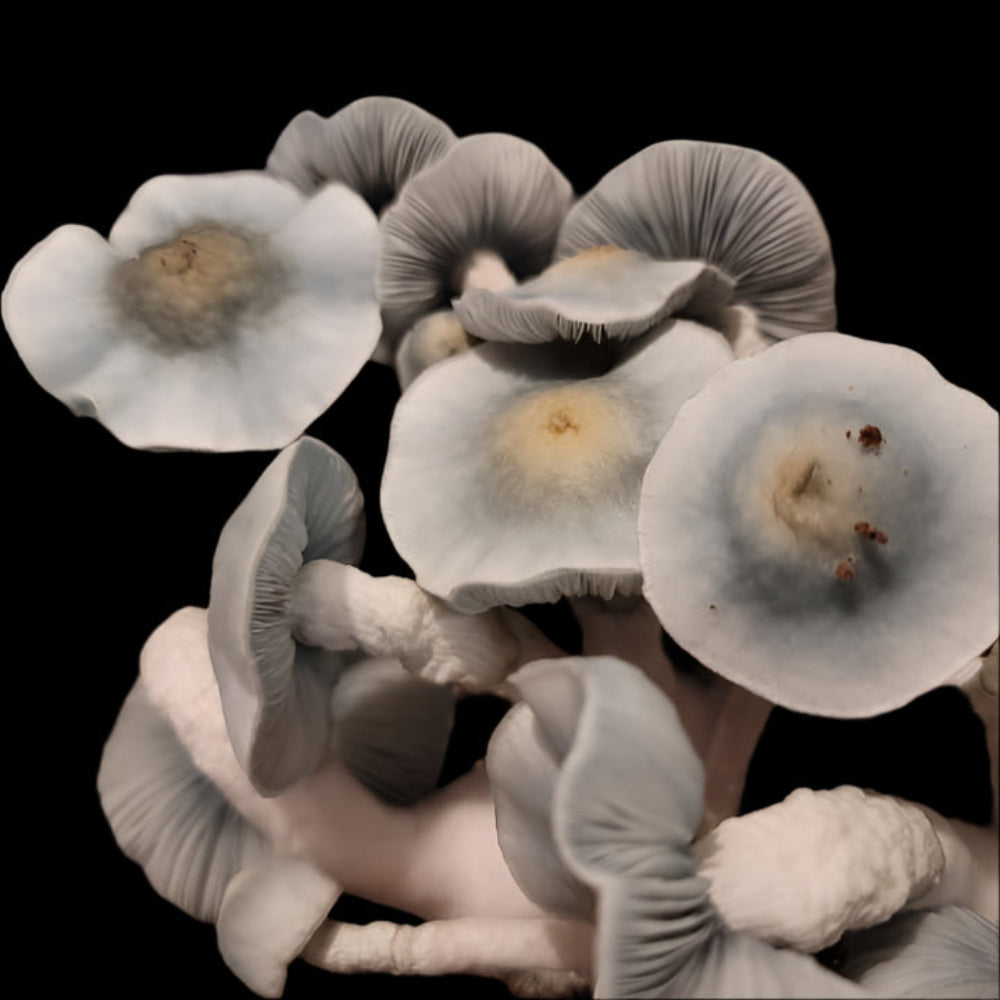Nanook Mushroom Mycotopia