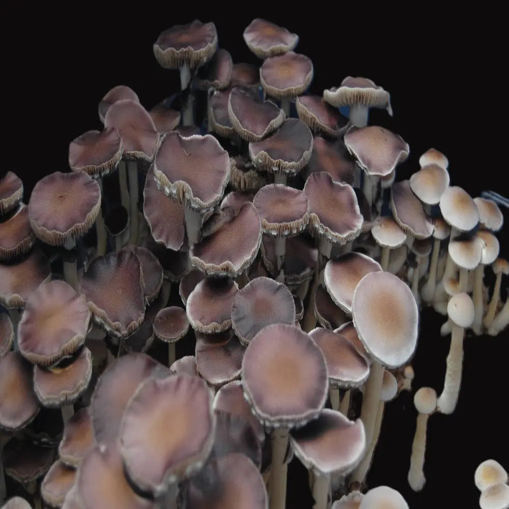 Nepal Chitwan Mushroom Mycotopia