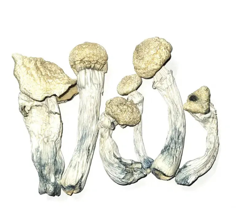 Nutcracker cross with Bilbo Revert Mushroom Mycotopia