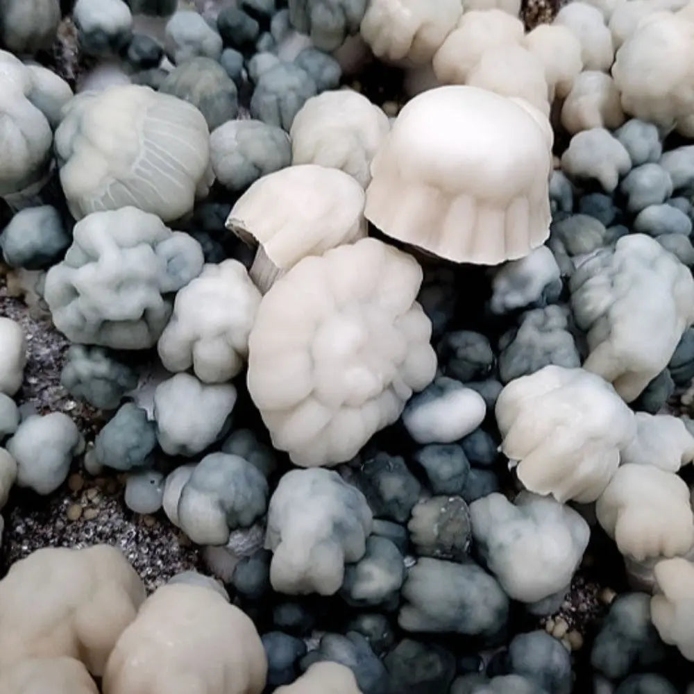 Mr. Wickles Mushroom. Mycotopia