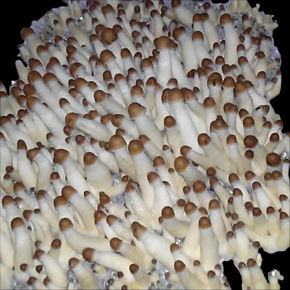OG PE Mushroom Mycotopia