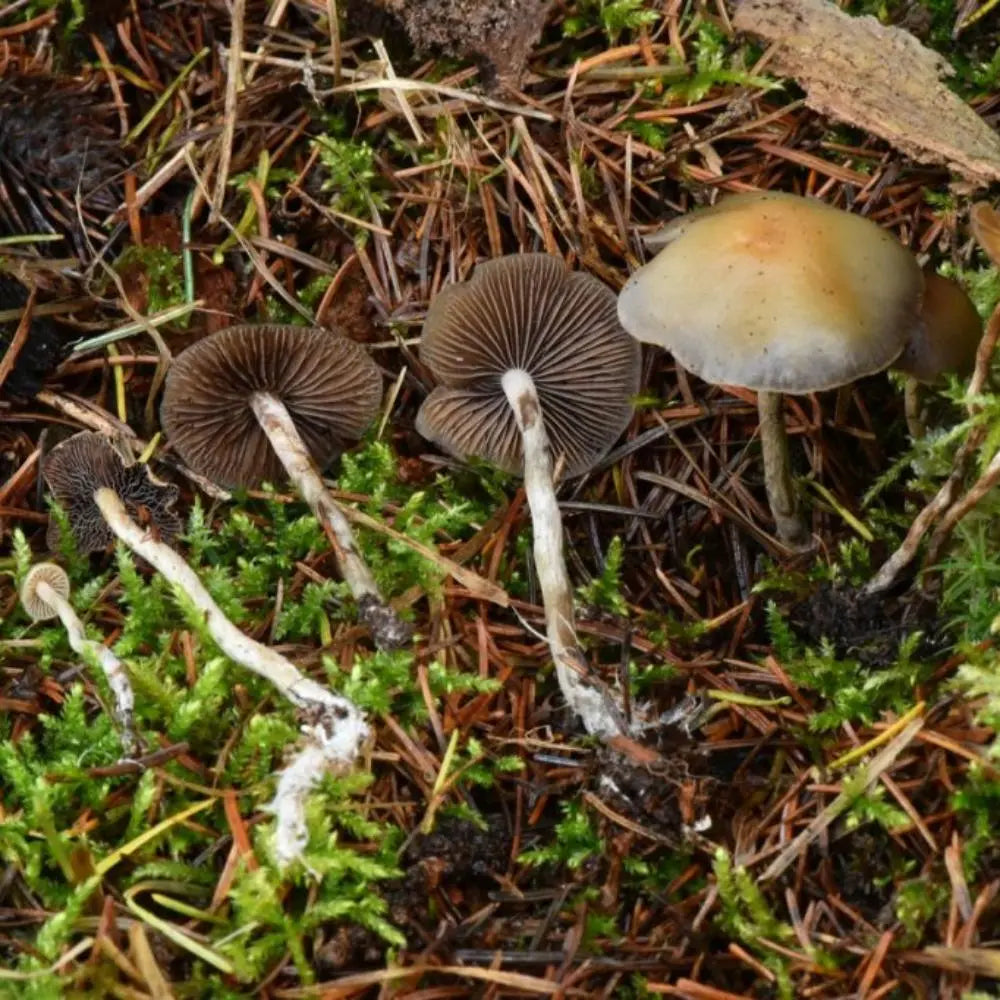 Aztec Mushroom. Mycotopia