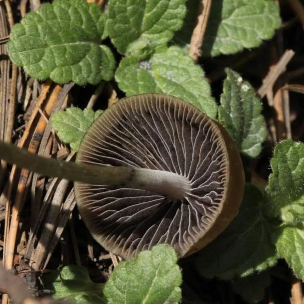 Aztec Mushroom. Mycotopia