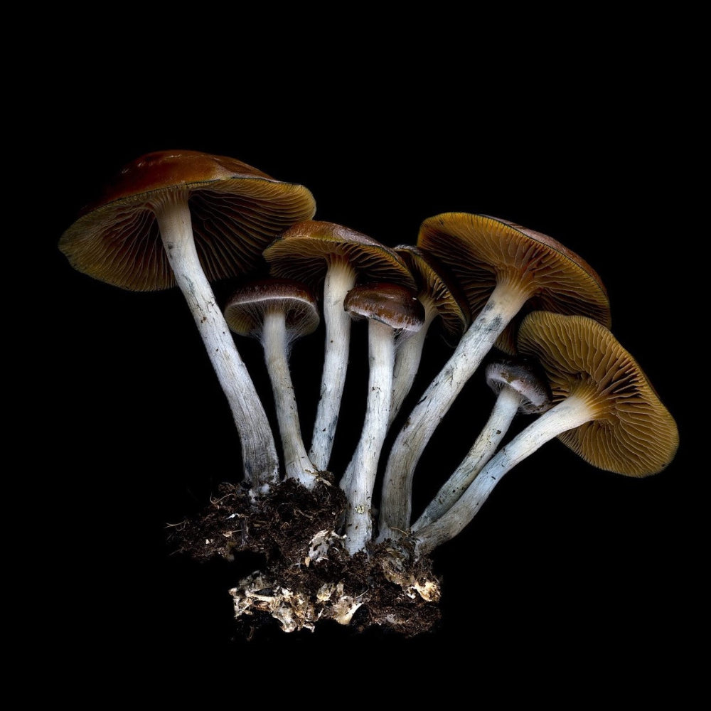 P. cyanescens Mushroom Mycotopia