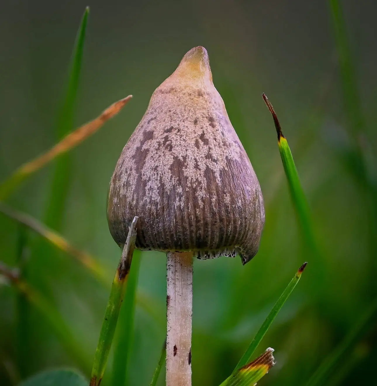 P. semilanceata (Liberty Cap) Mushroom Mycotopia