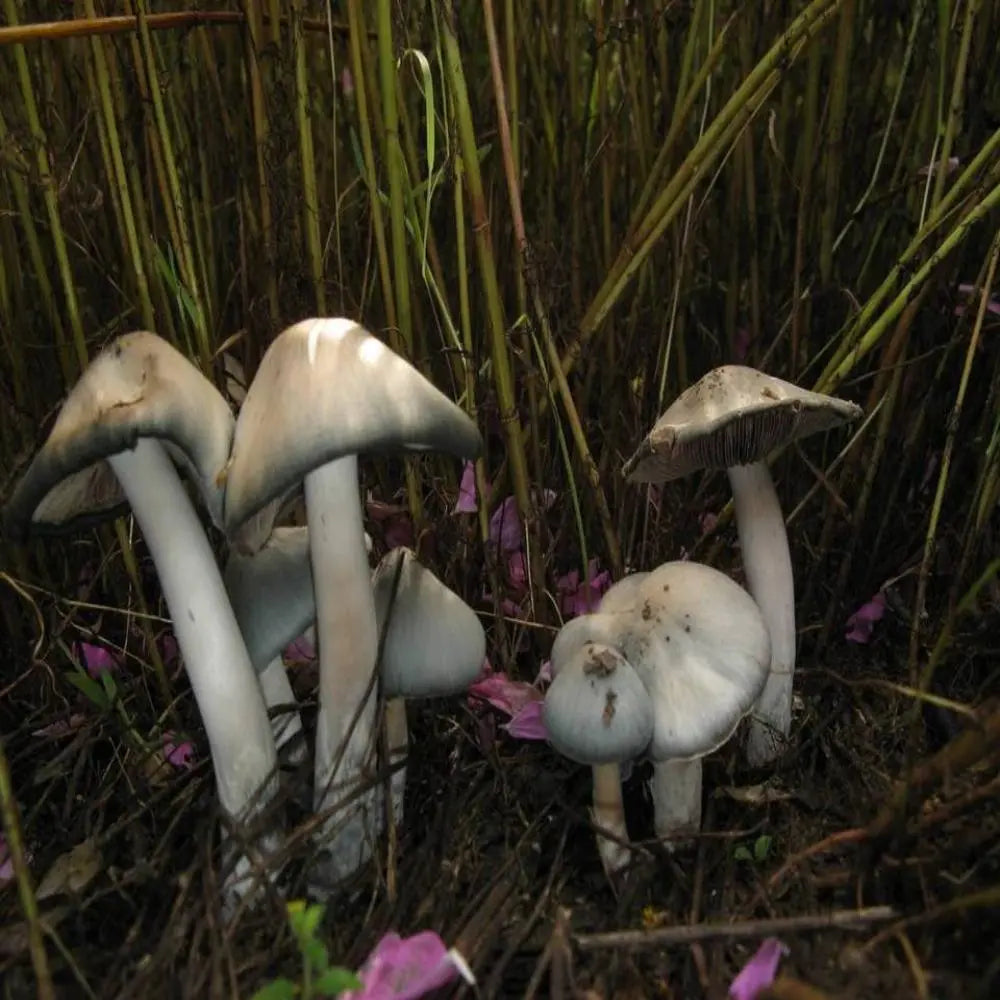 P. caerulescens Mushroom. Mycotopia