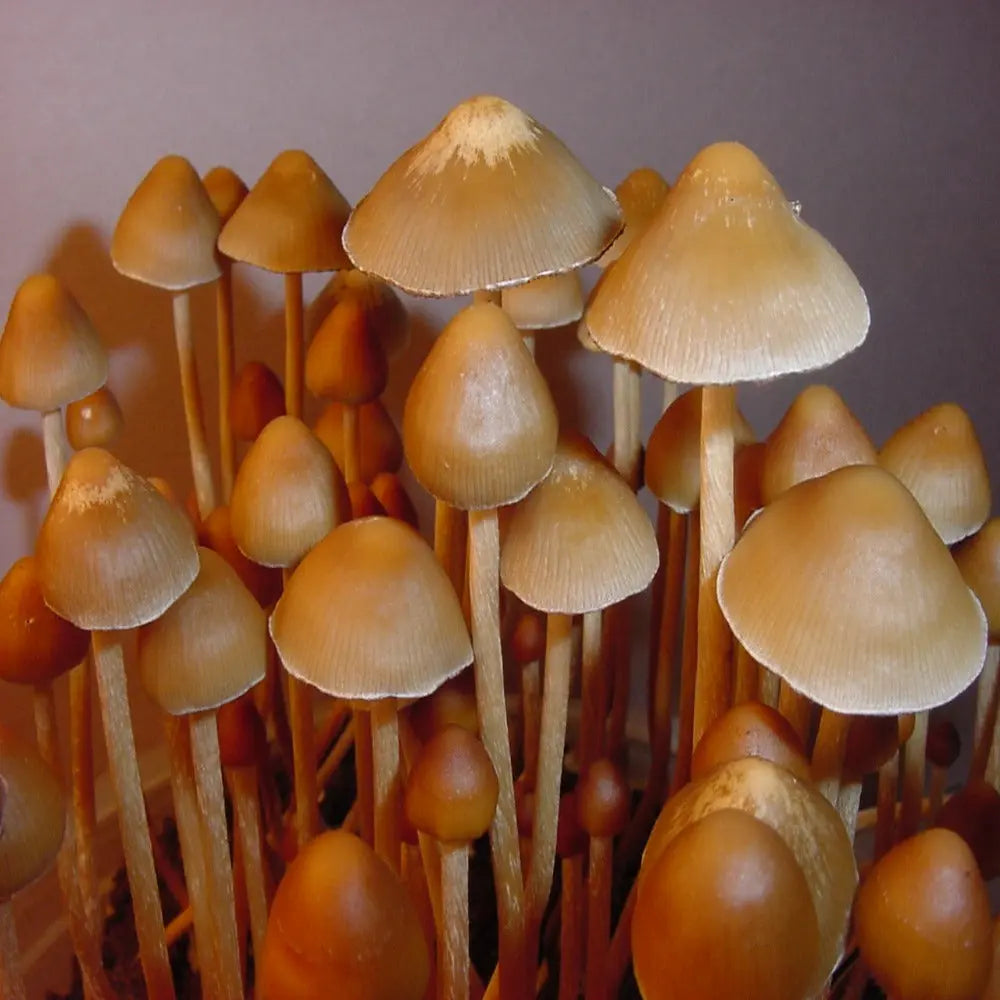 P. mexicana Mushroom. Mycotopia