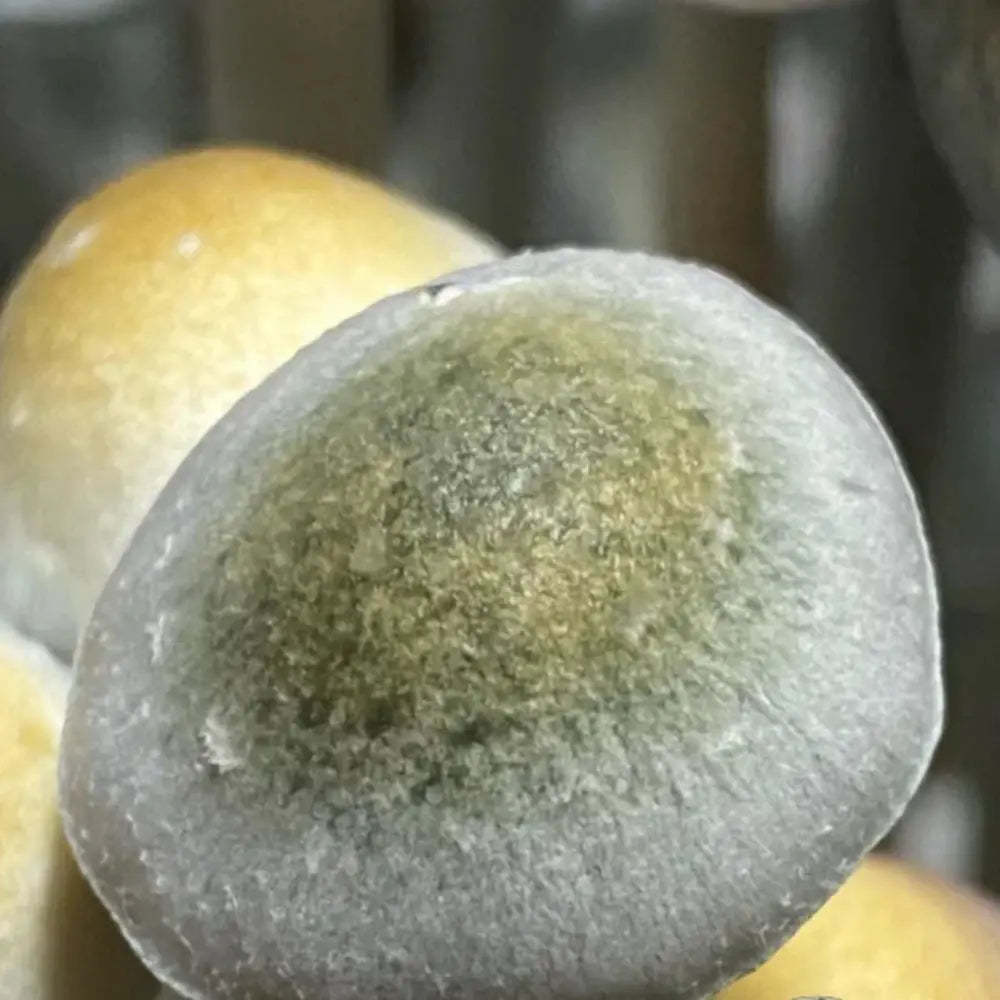 P. natalensis Green Cap Mycotopia