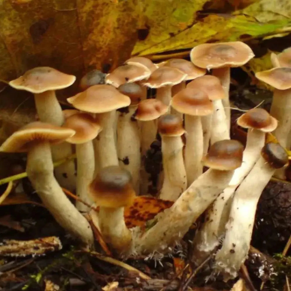 P. serbica Mushroom. Mycotopia