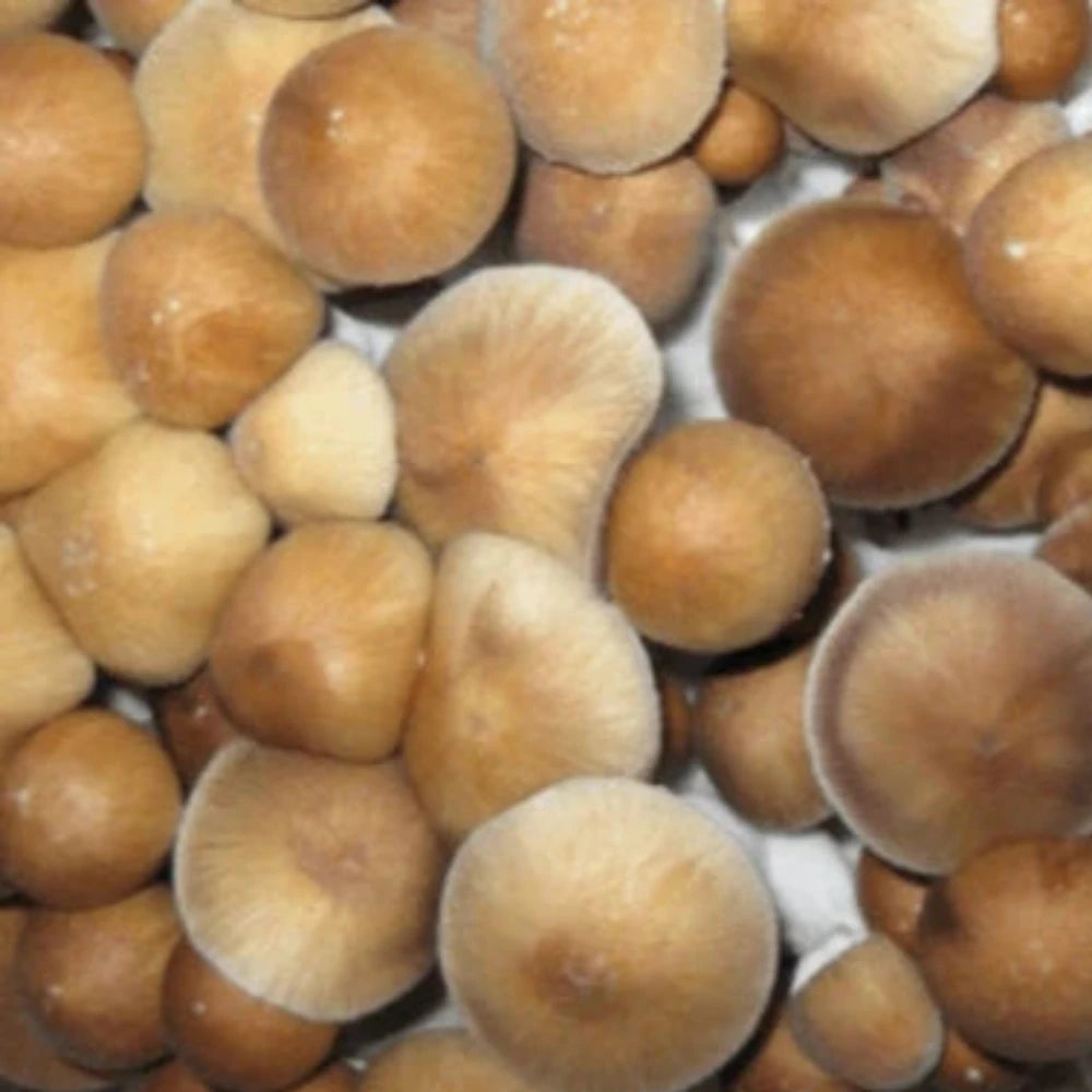 Pacific Exotica Spora Amazonian (PESA) Mushroom. (Copy) Mycotopia