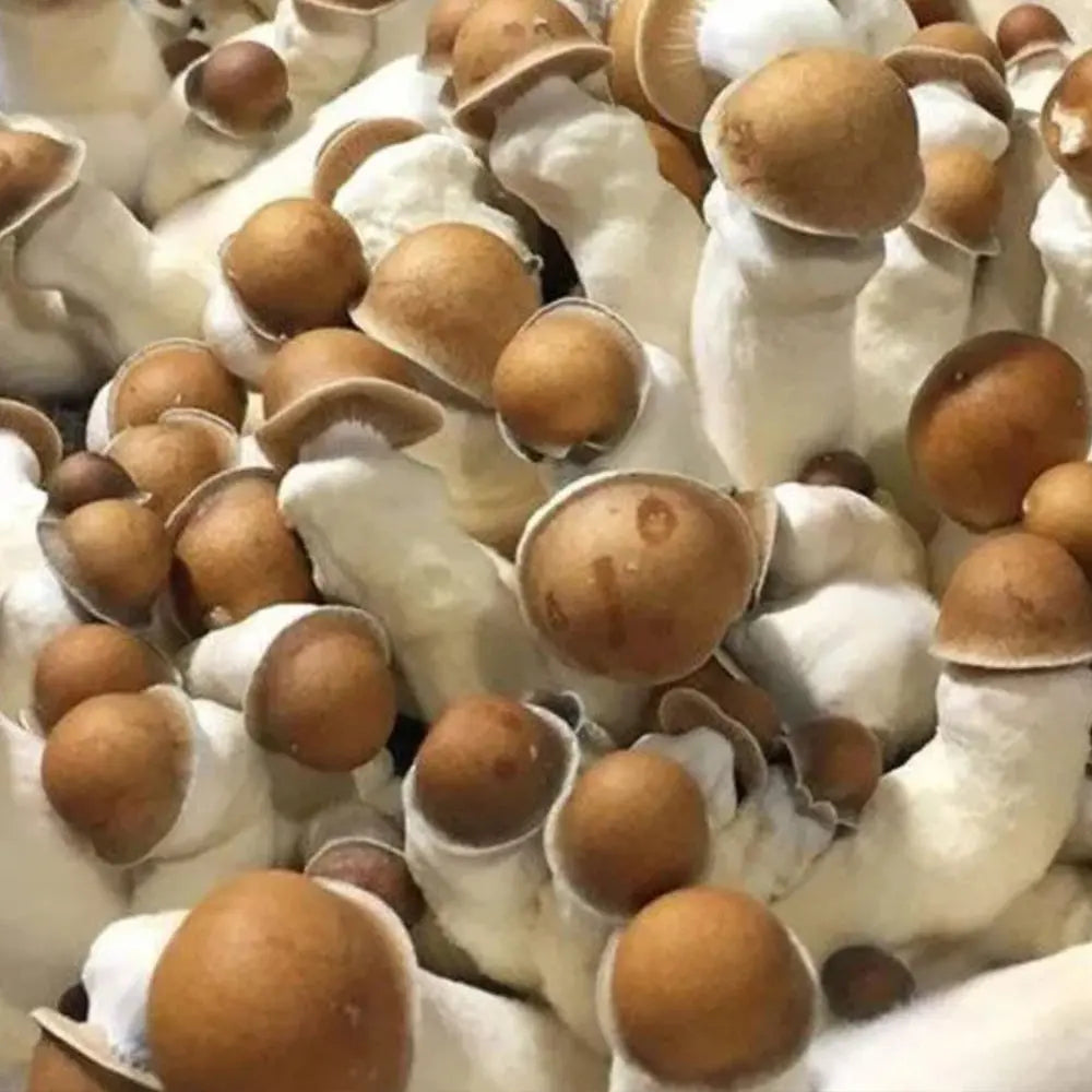 PE #3 Mushroom. Mycotopia