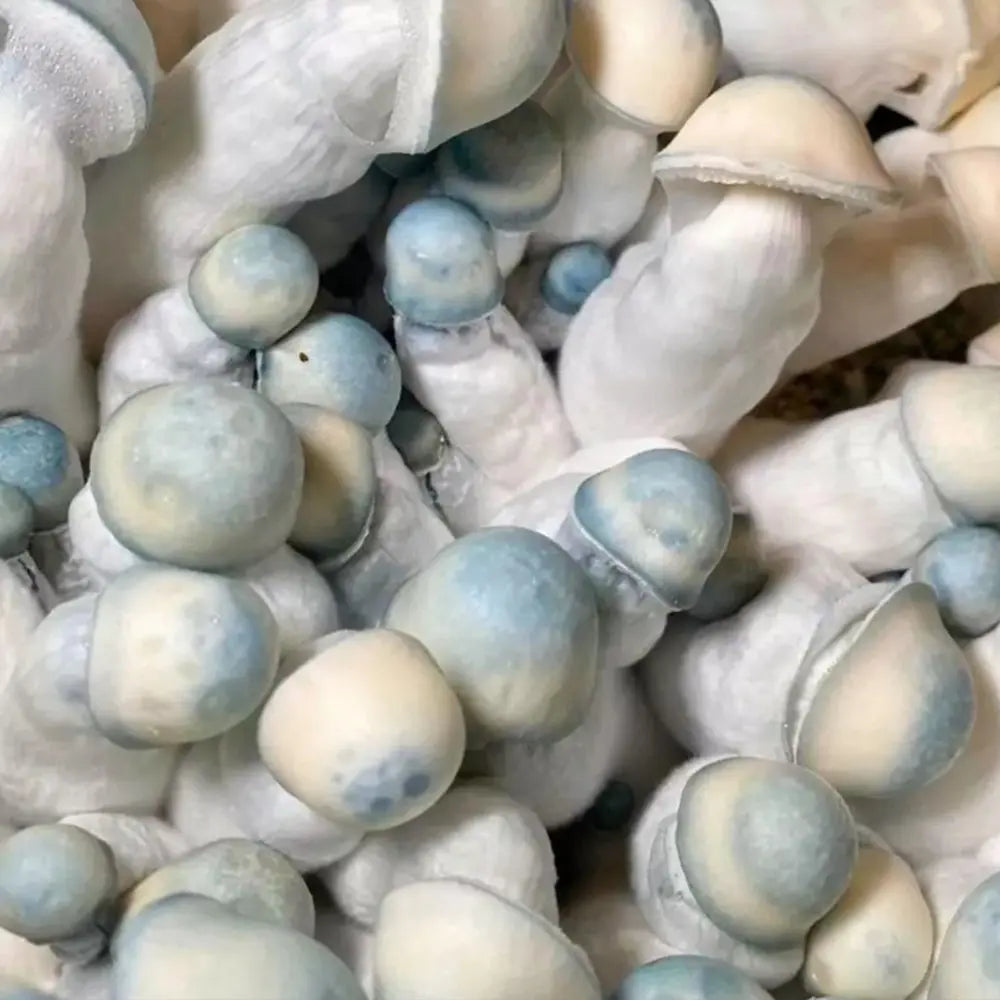 Pearly Gates 65 Mushroom. Mycotopia