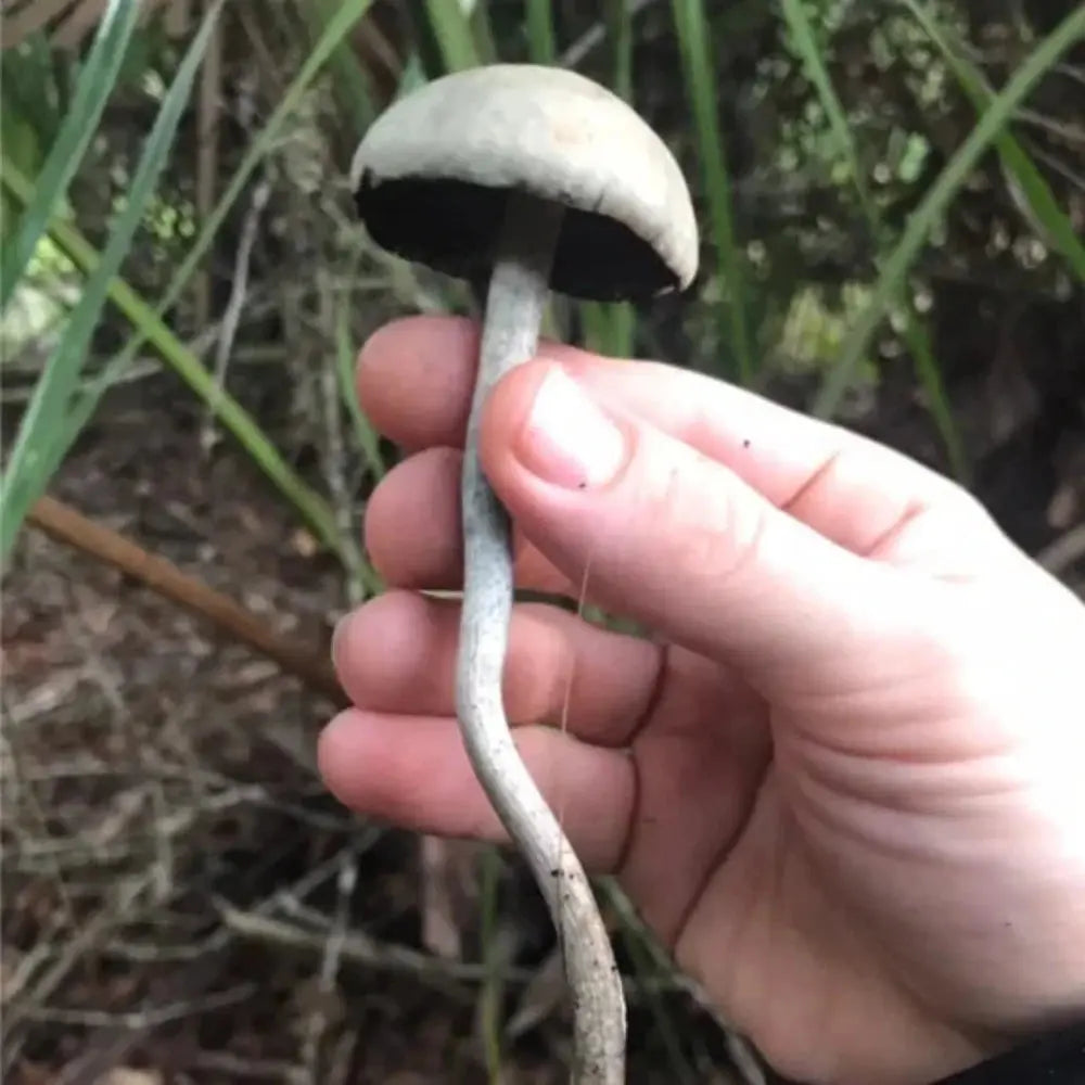 Paneolus Cyanescens Debary Mushroom. Mycotopia