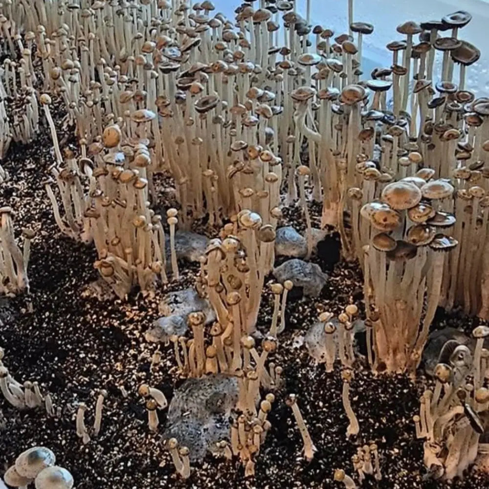 Paneolus Cyanescens Mushroom. Mycotopia
