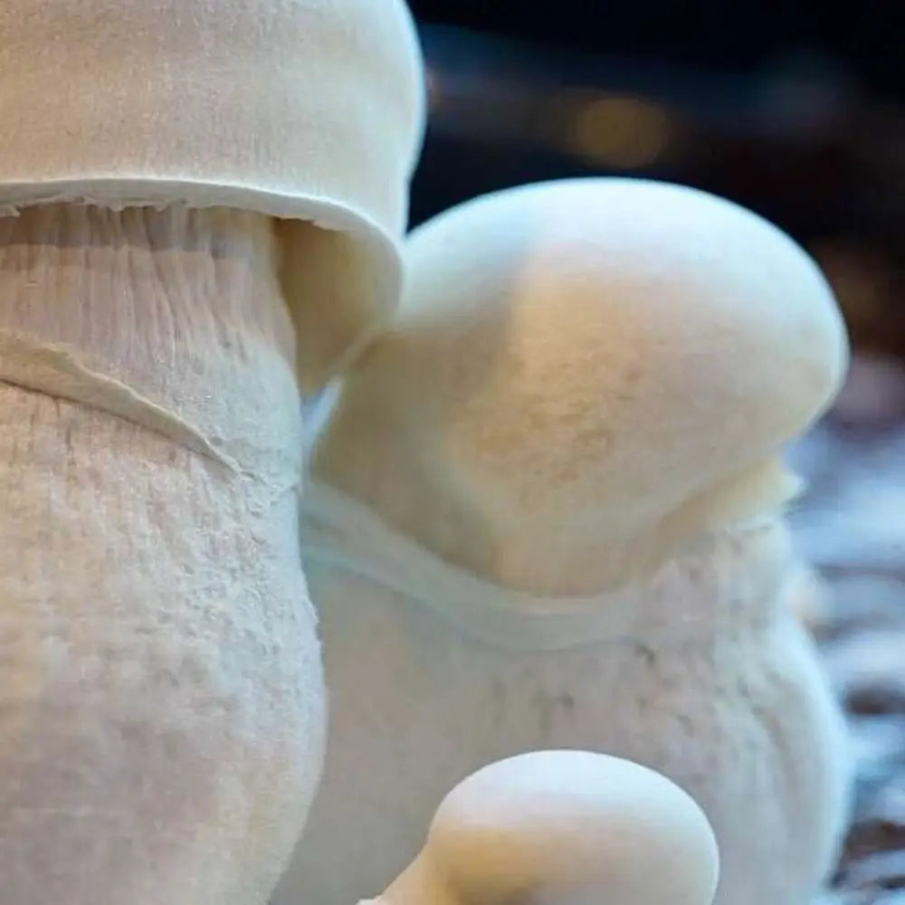 Pearly Gates Monster Mycotopia
