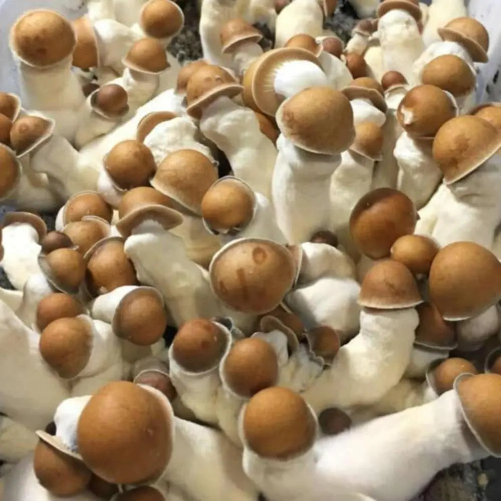Penis Envy (PE) Mushroom. Mycotopia