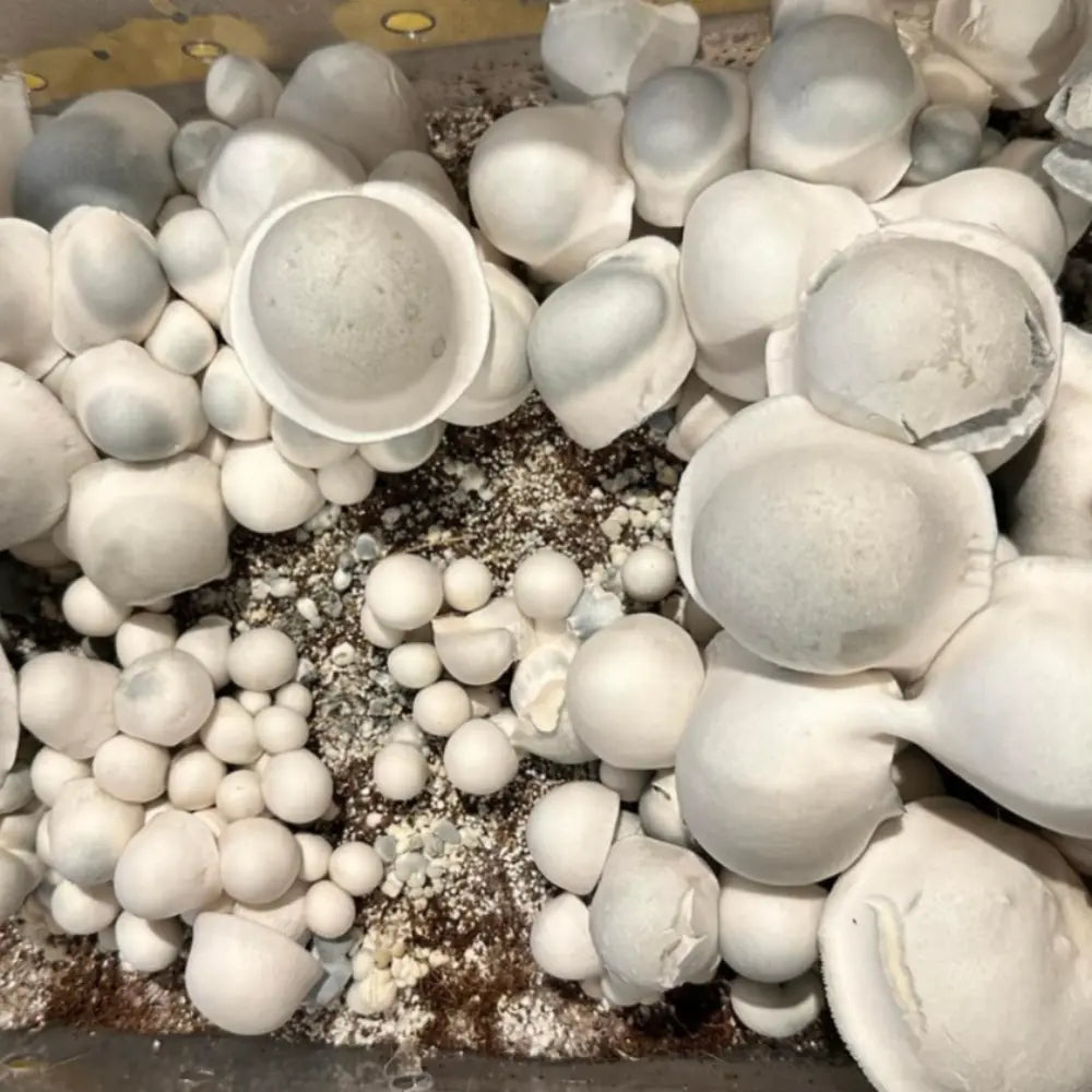 King Phobos Mushroom. Mycotopia