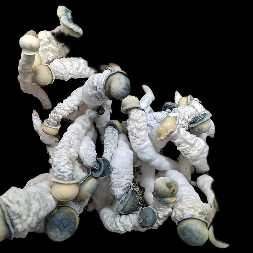 Platinum Gates Mushroom. Mycotopia