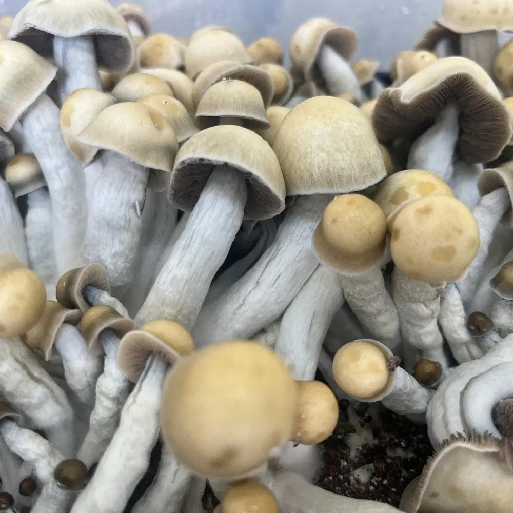 Playa Uvita Mushroom. Mycotopia