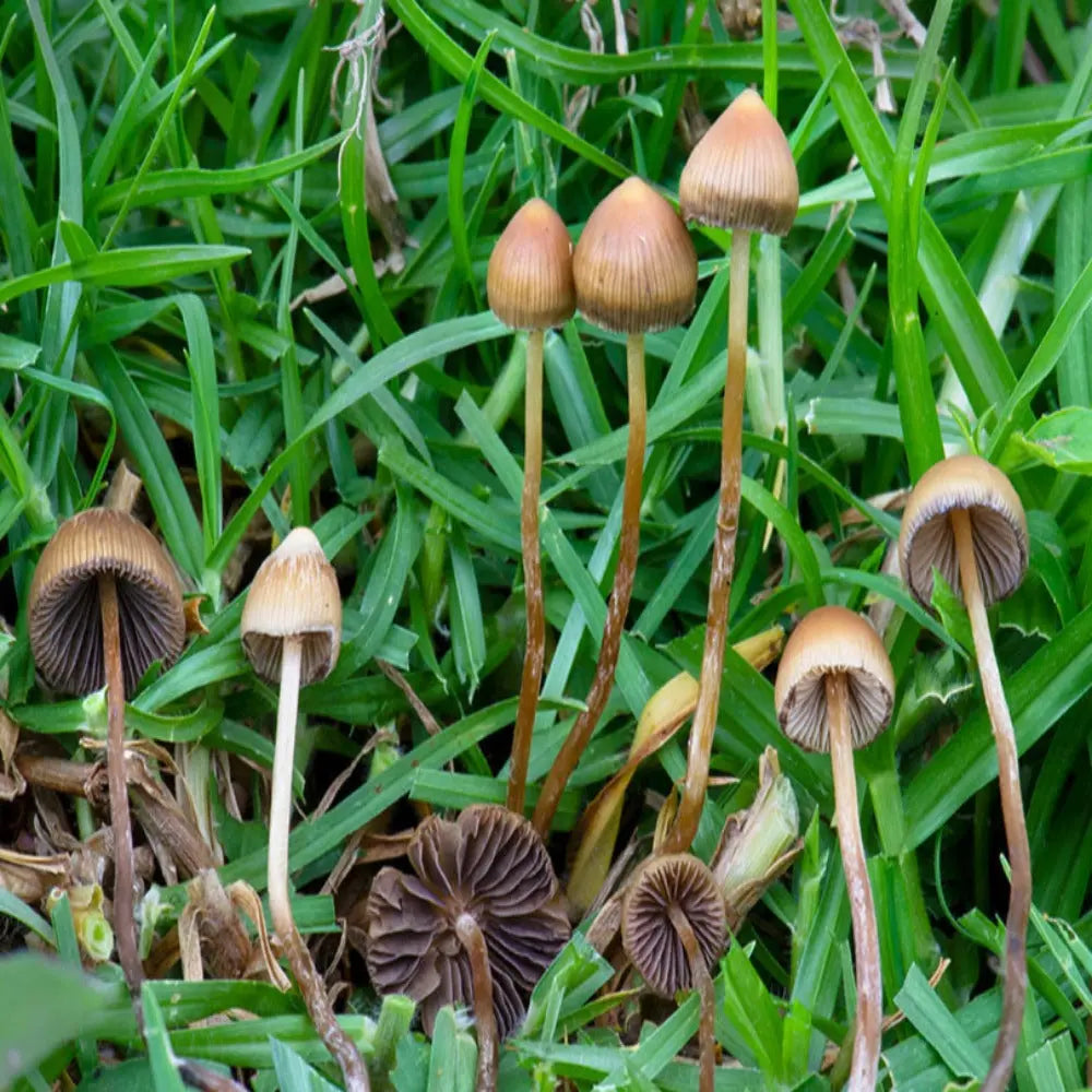 P. mexicana Mushroom. Mycotopia