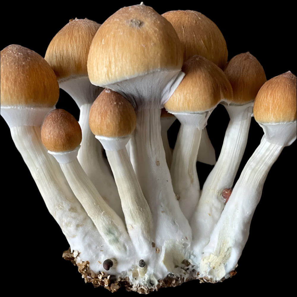 Psilocybe Fanaticus Strophoria Mushroom. Mycotopia