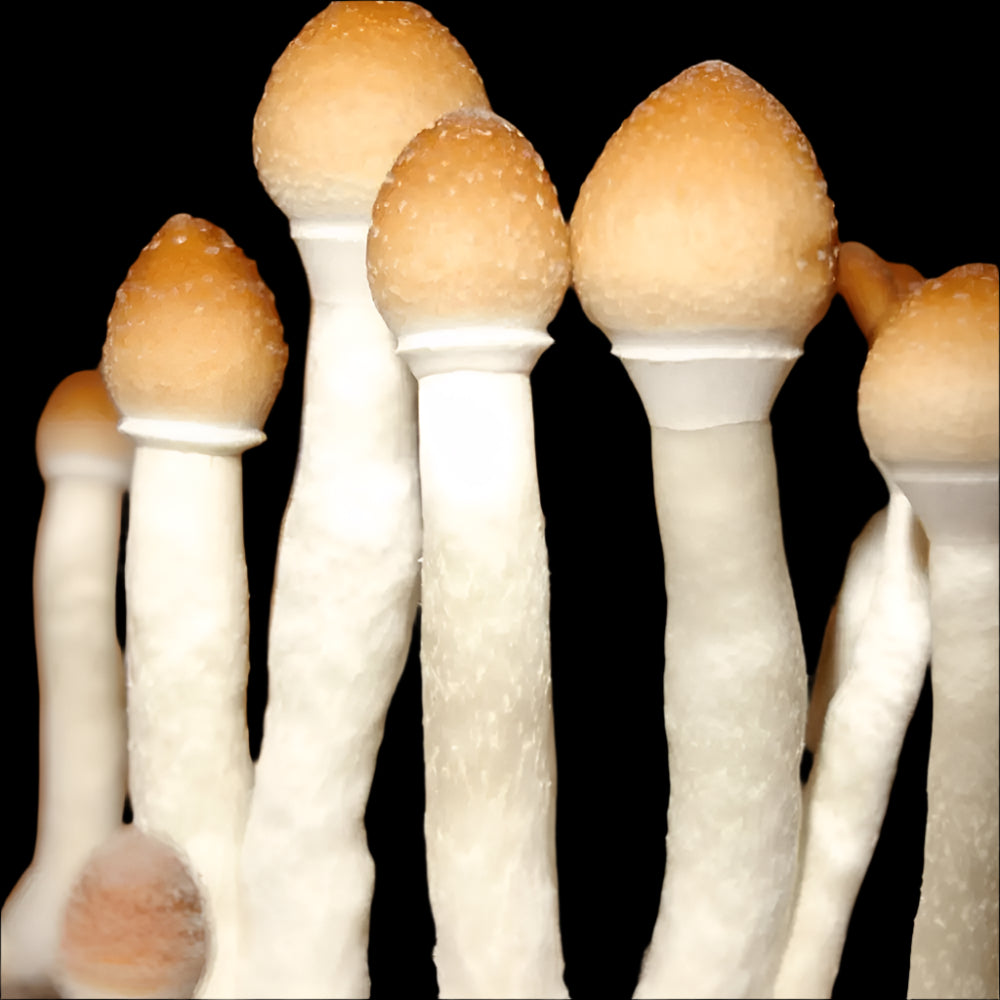 Psilocybe Fanaticus Strophoria Mushroom. Mycotopia