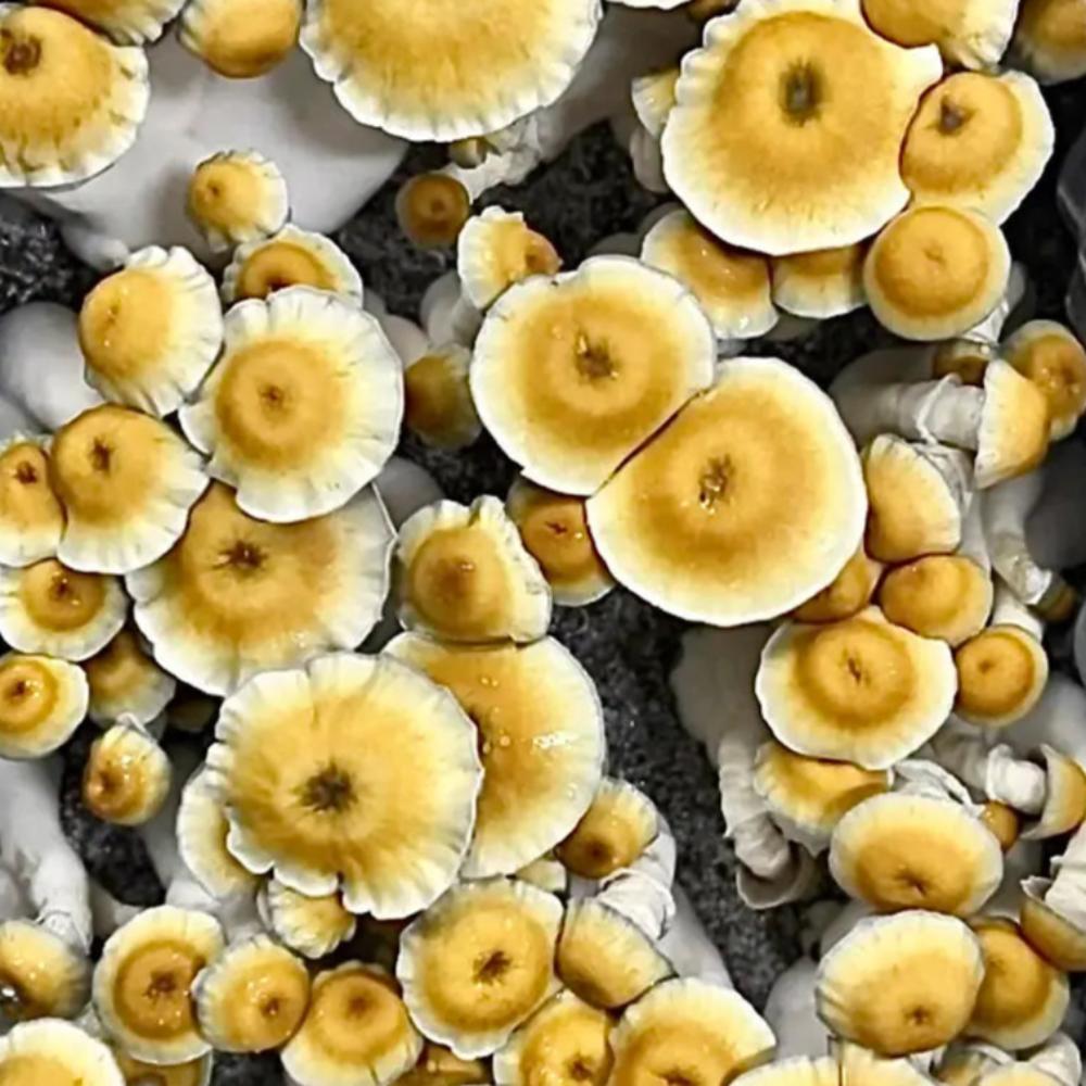 Pumkin PE Mushroom. Mycotopia