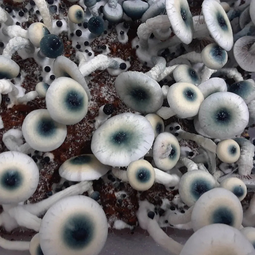 Rusty Whyte Blu Nip Mushroom. Mycotopia