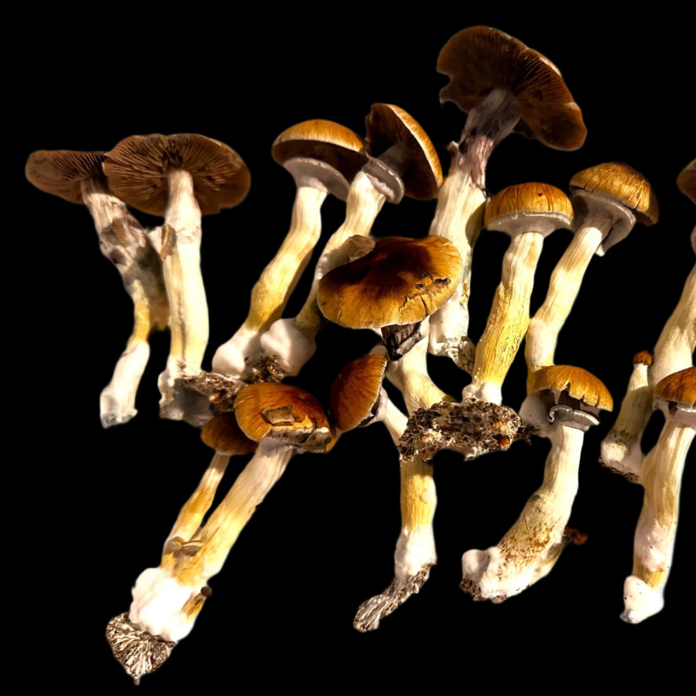 SG-30 Mushroom Mycotopia