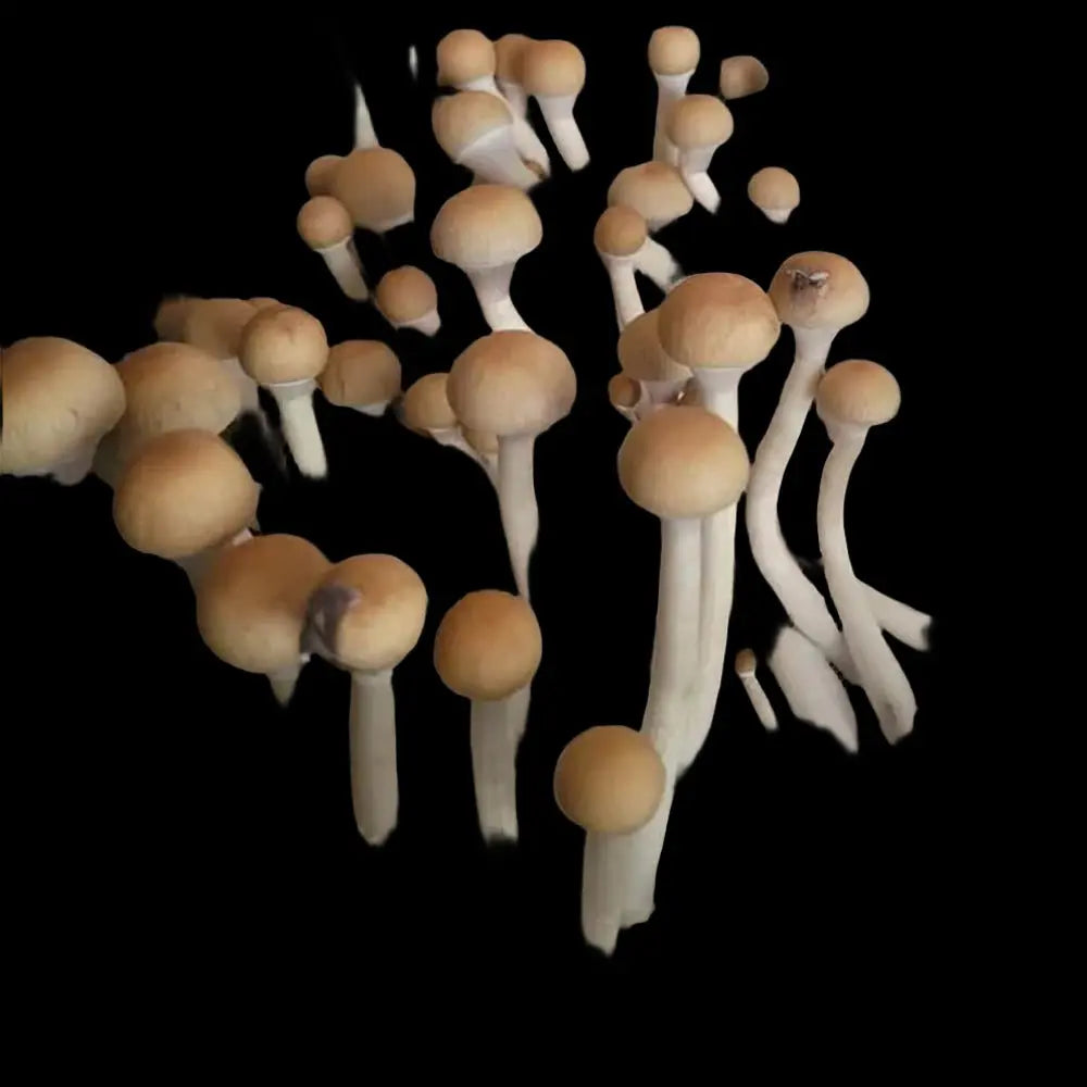 Lex Luther Mushroom Mycotopia