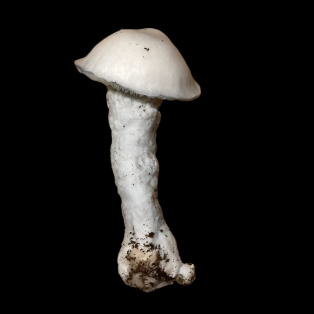 Cambo crossed with SV10 Mushroom. Mycotopia