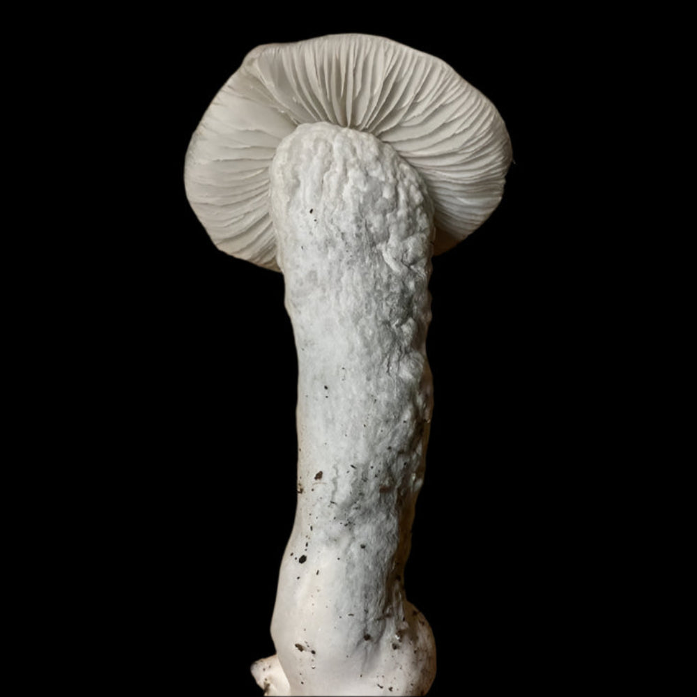 Cambo crossed with SV10 Mushroom. Mycotopia