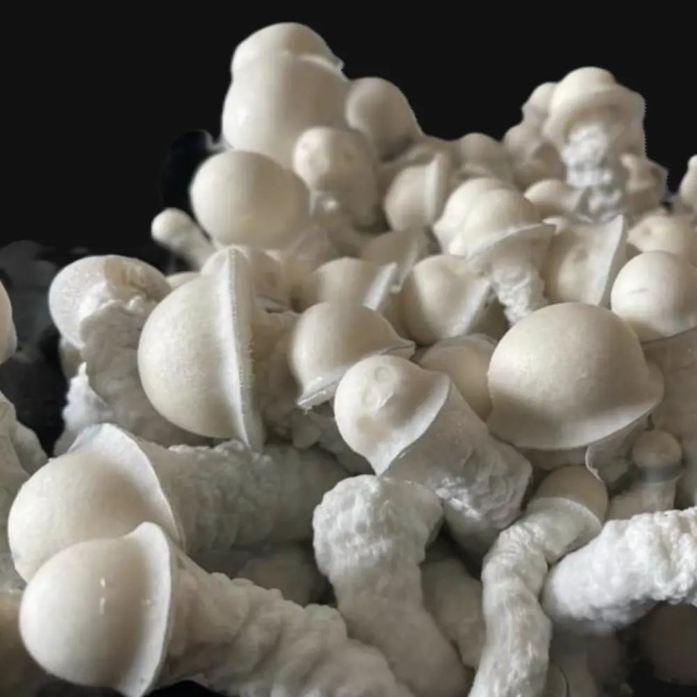 Anubis Mushroom. Mycotopia