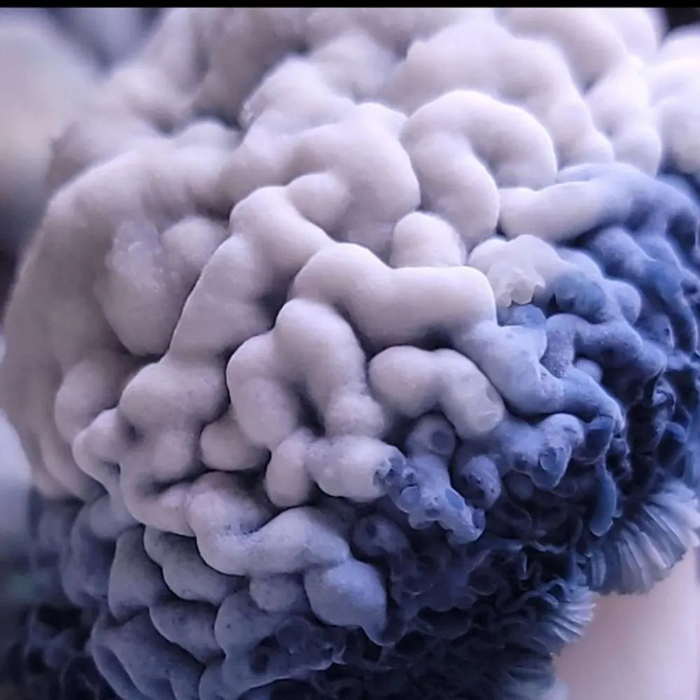 Albino Saturn Tidepool Mushroom. Mycotopia