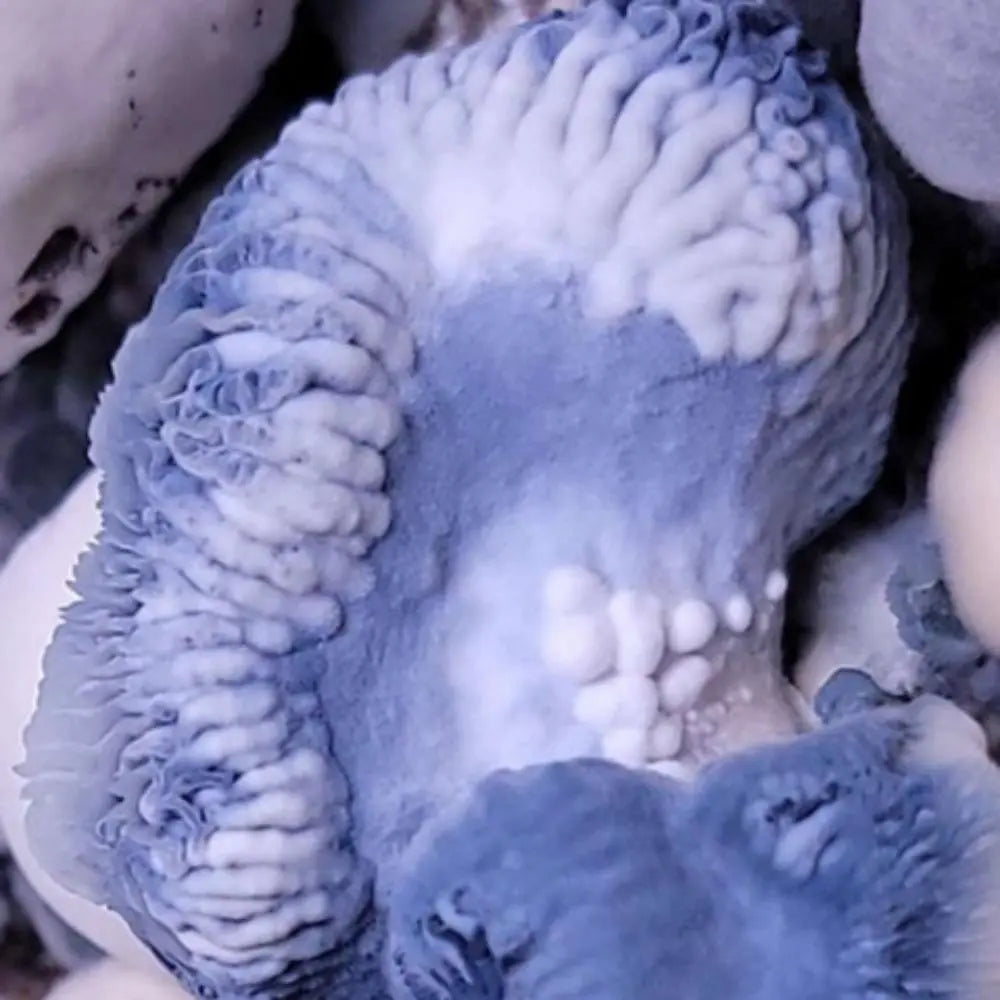 Albino Saturn Tidepool Mushroom. Mycotopia