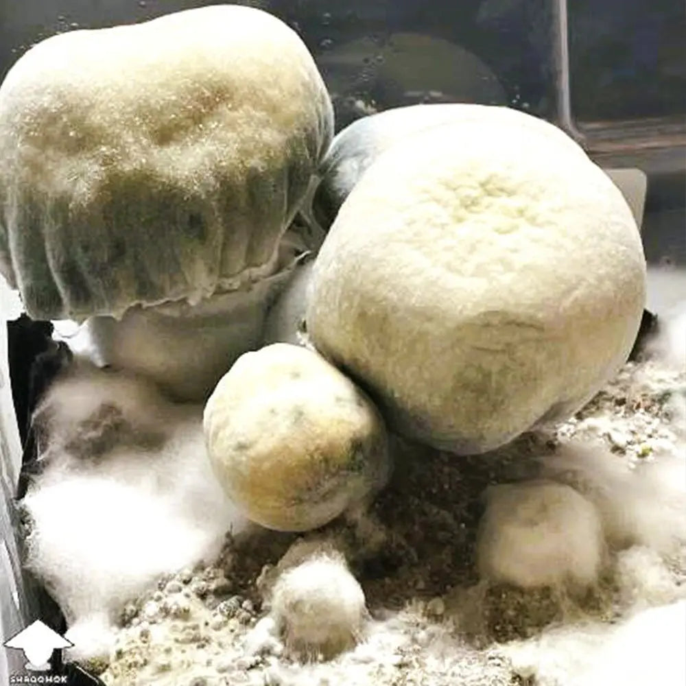 Shakti Bombz Mushroom. Mycotopia