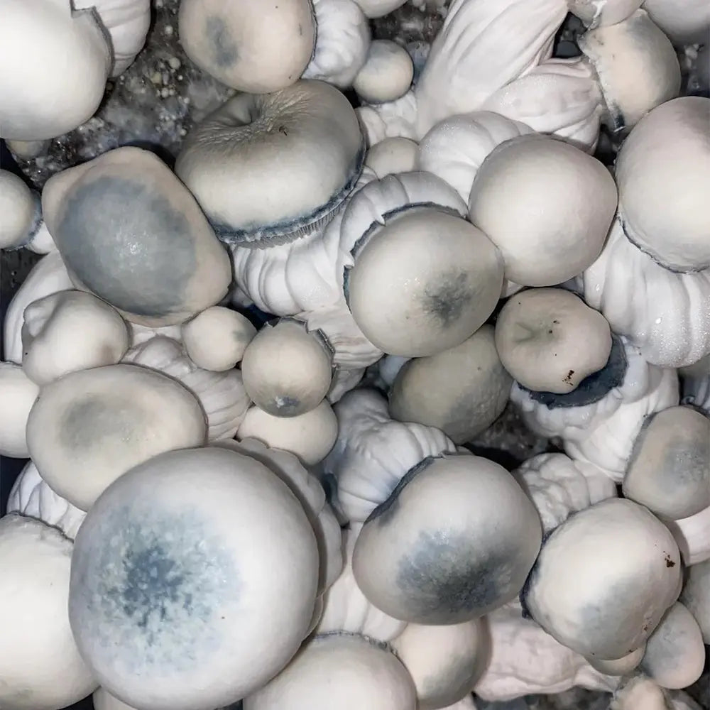 Shakti Gazer (Shakti x Stargazer) Mushroom. Mycotopia
