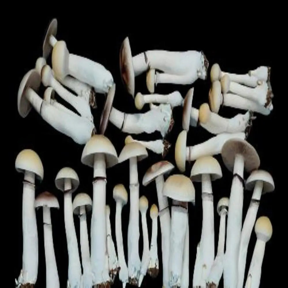 Shakti cross with Golden Halo Mushroom. Mycotopia