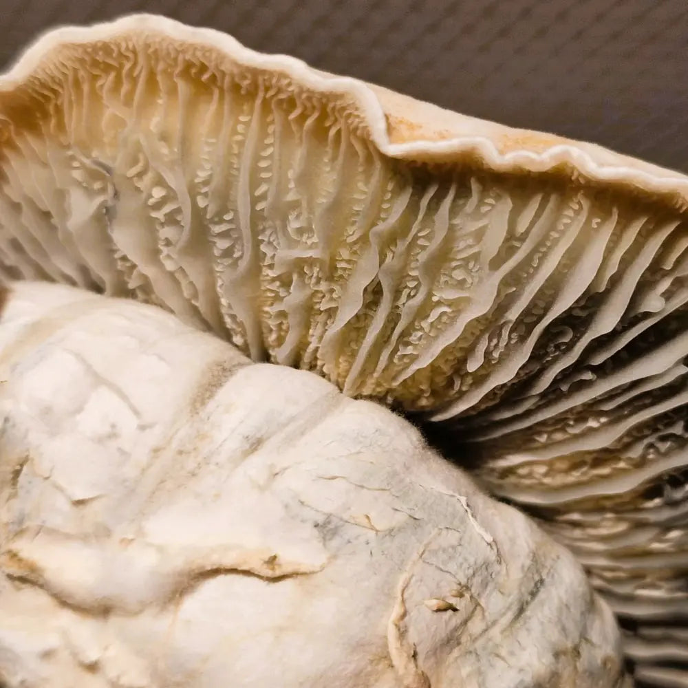 Squat Knot Mushroom. Mycotopia