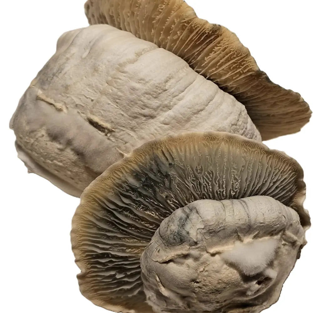 Squat Knot Mushroom. Mycotopia