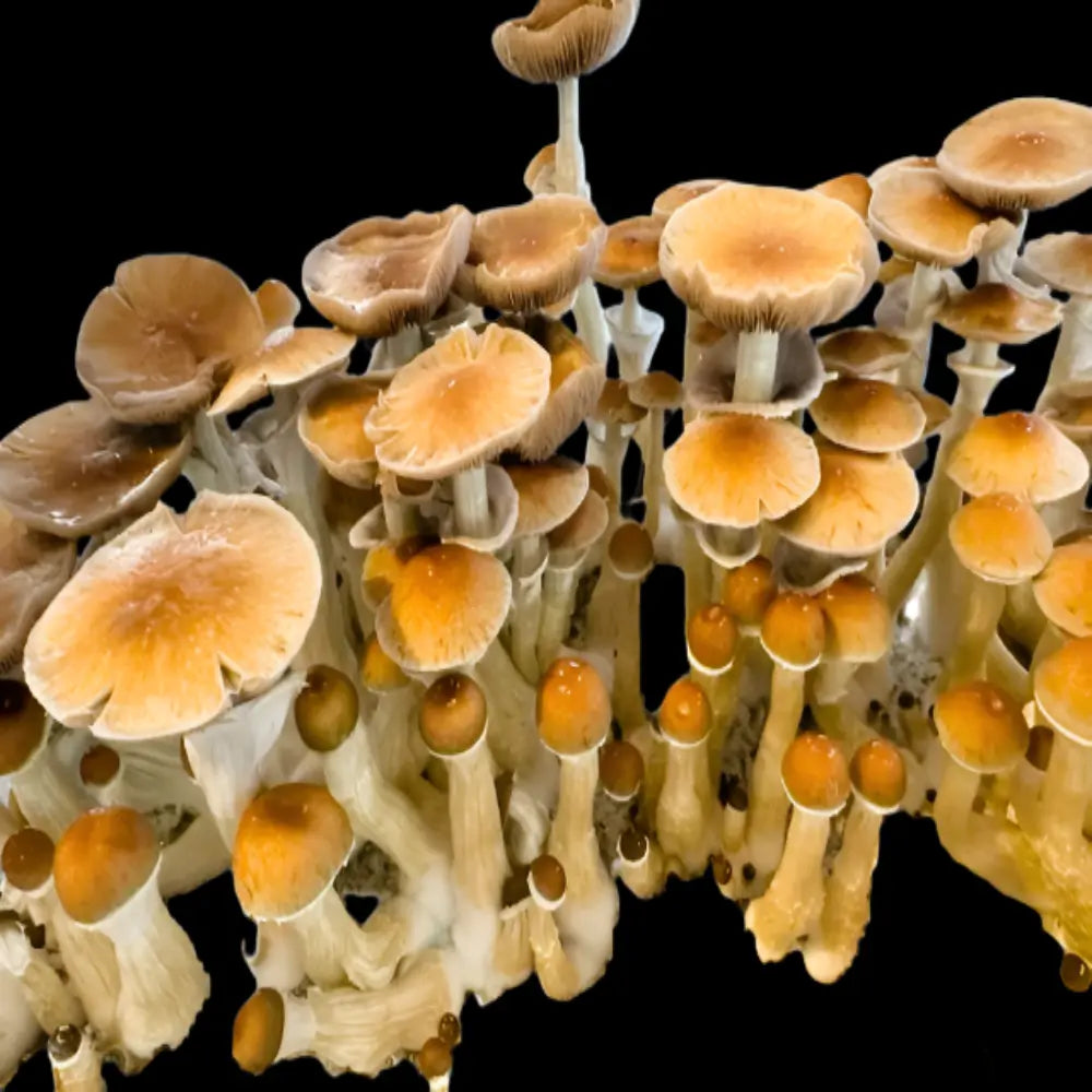 Stargazer Mushroom Mycotopia