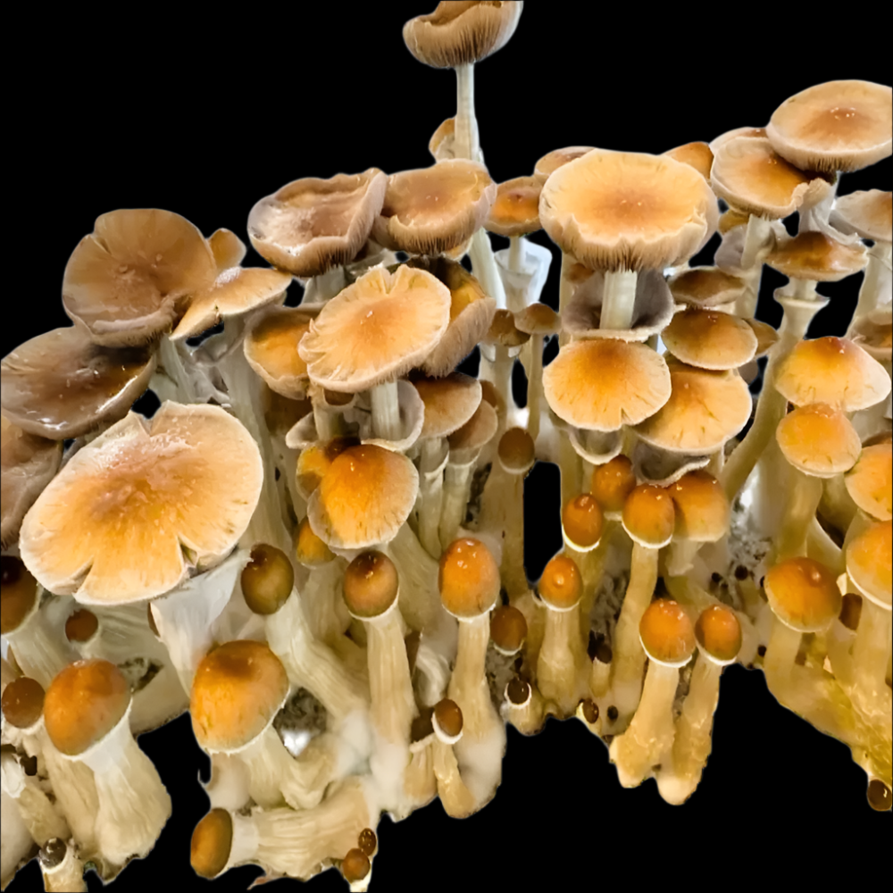 Inca Stargazer Mushroom Mycotopia