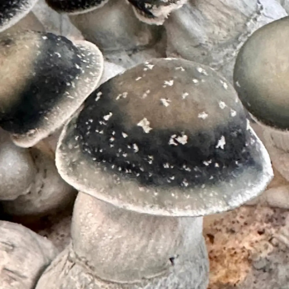 SNAPER Mycotopia