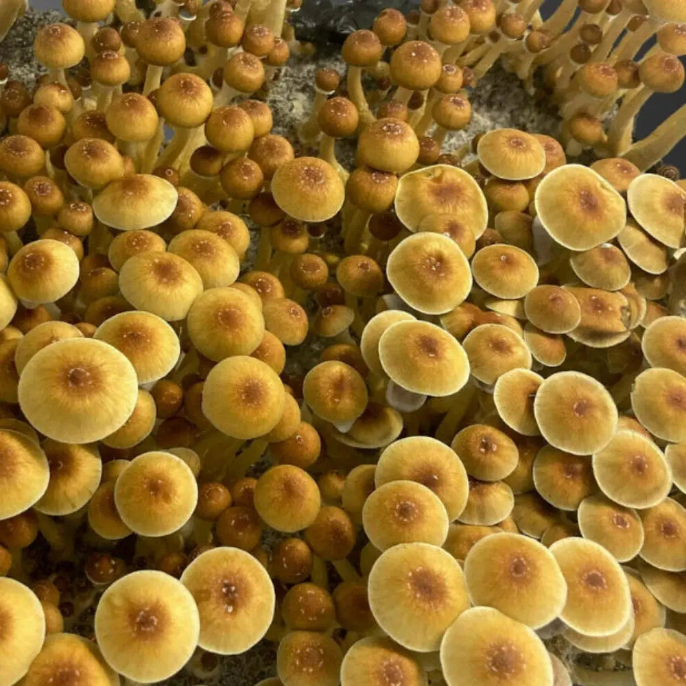 Syzygy Mushroom Mycotopia