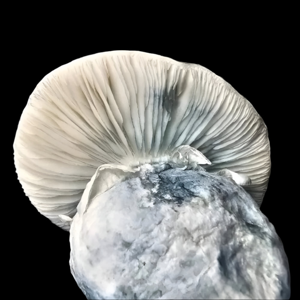 TAT Smurf Mushroom Mycotopia
