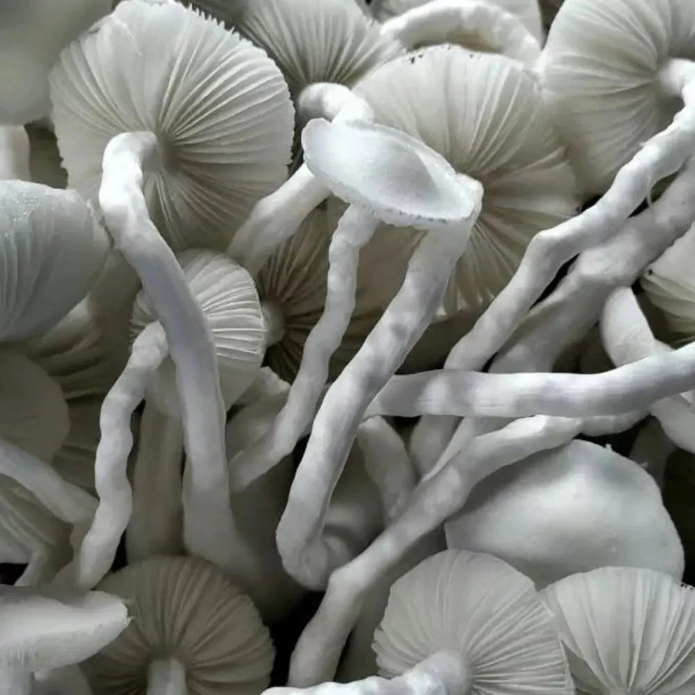 OG TAT Mushroom. Mycotopia